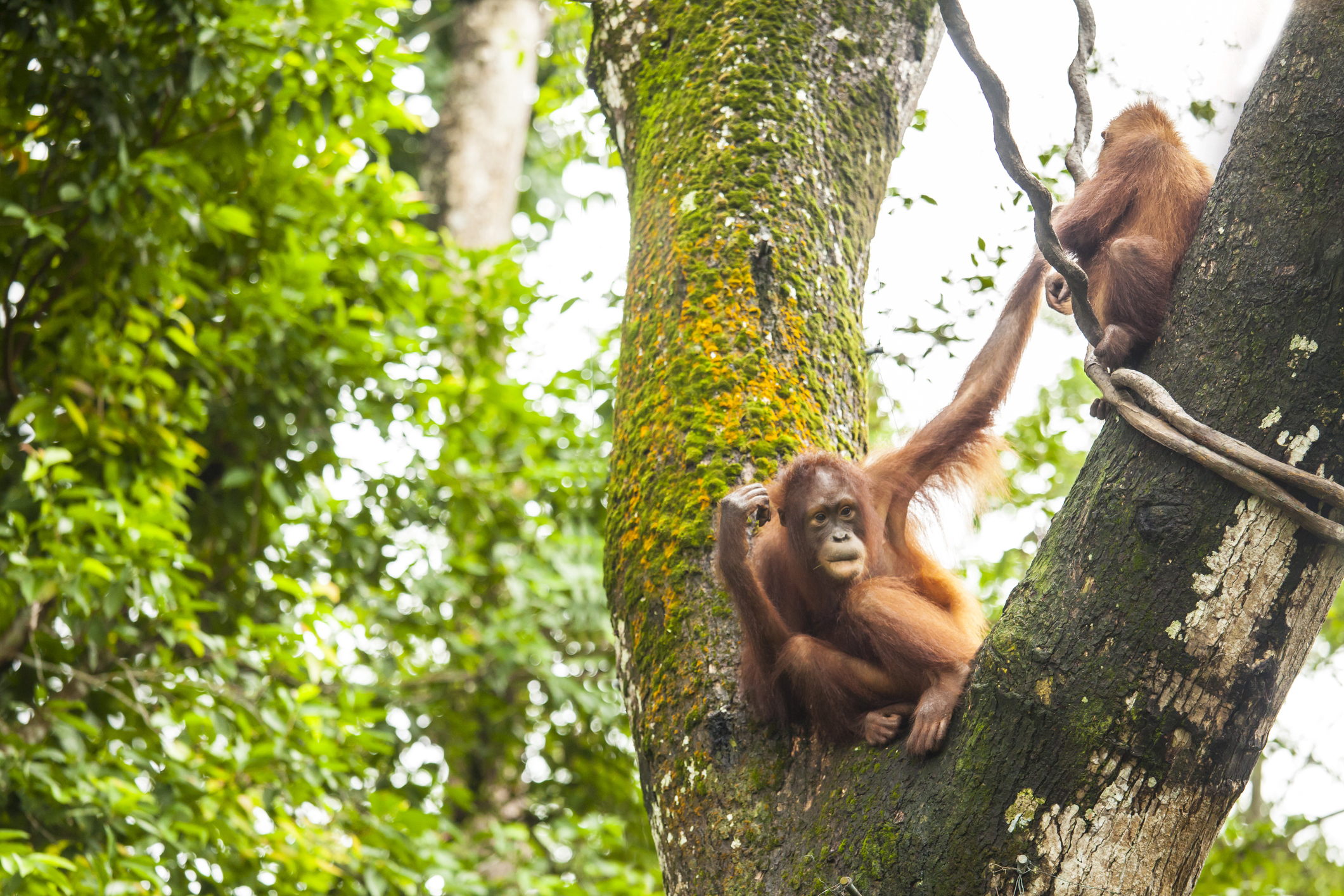 Orang Utan Mutter und Baby im Baum in Borneo