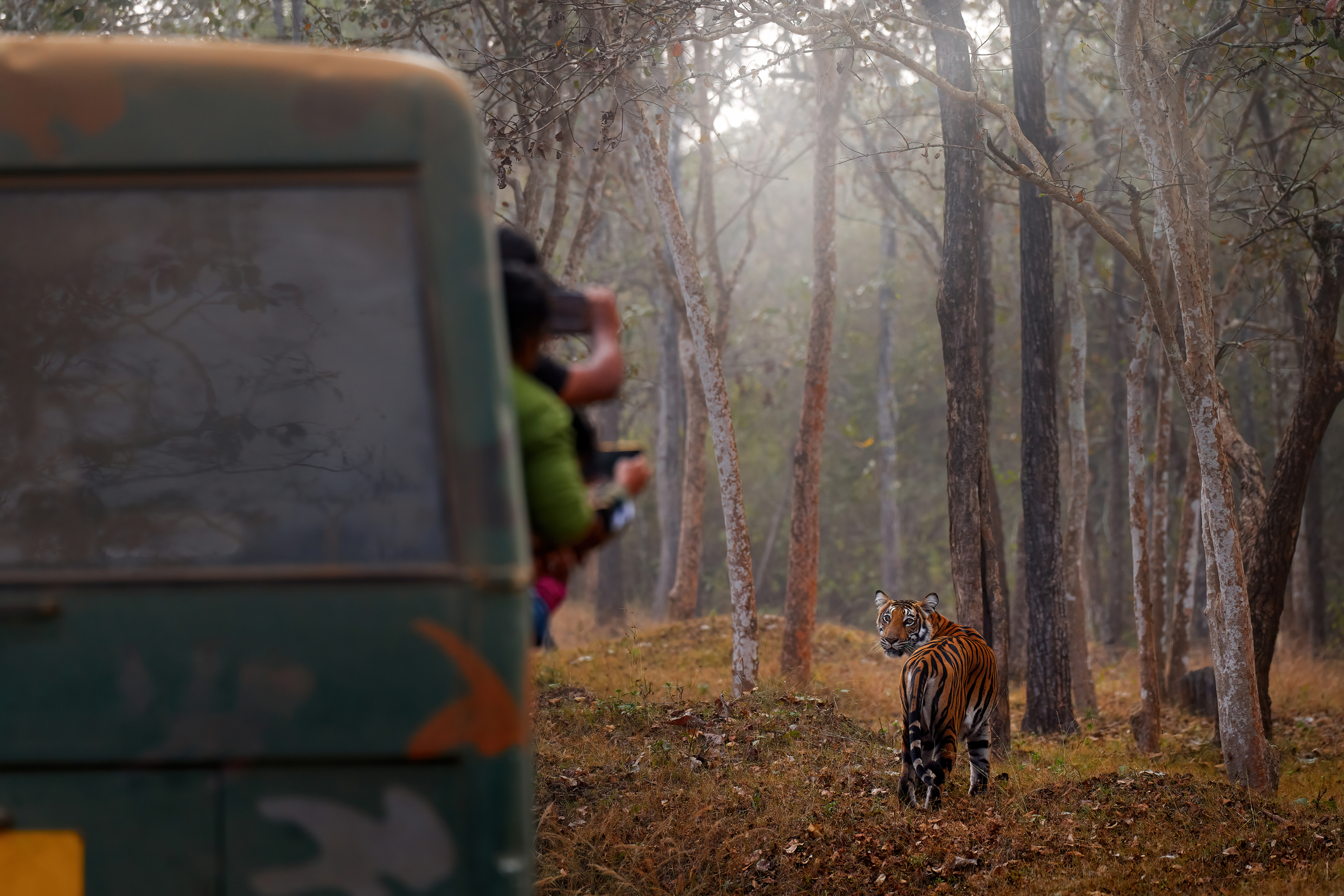 Reisende beobachten einen Tiger aus einem Safari-Fahrzeug in Indien