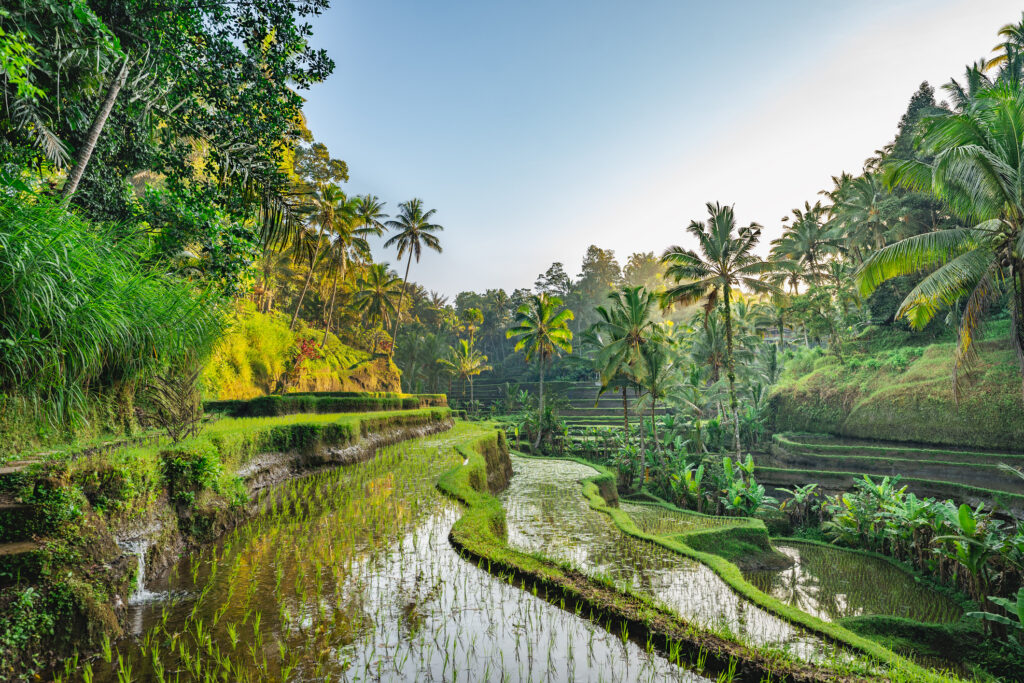 Reisterrassen in Bali