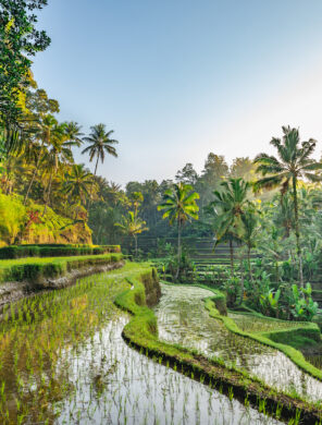 Reisterrassen in Bali
