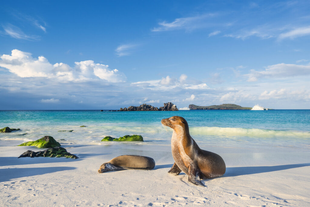 Seelöwe mit Meer