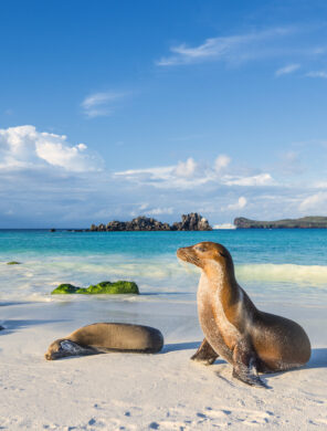 Seelöwe mit Meer