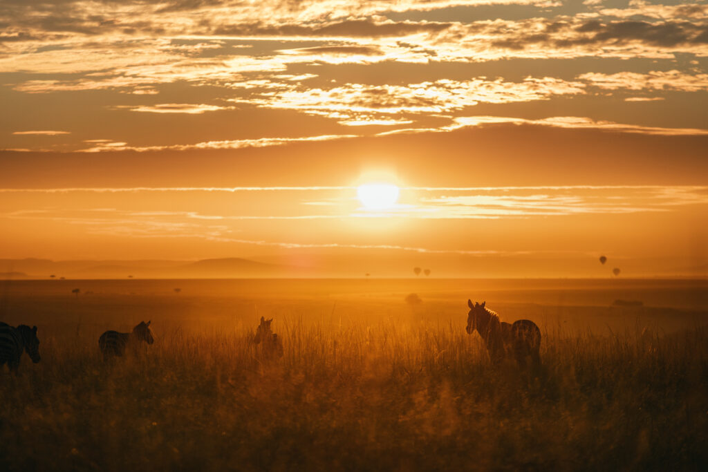 Sonnenuntergang in der Steppe Kenias mit Zebras