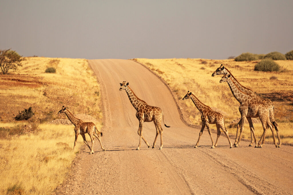 Giraffen in Namibia überqueren Weg