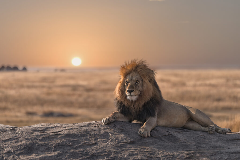 Löwe auf Felsen mit Sonnenuntergang
