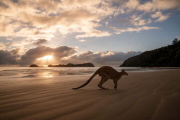 Silhouette eines Kängurus am Strand bei Sonnenaufgang