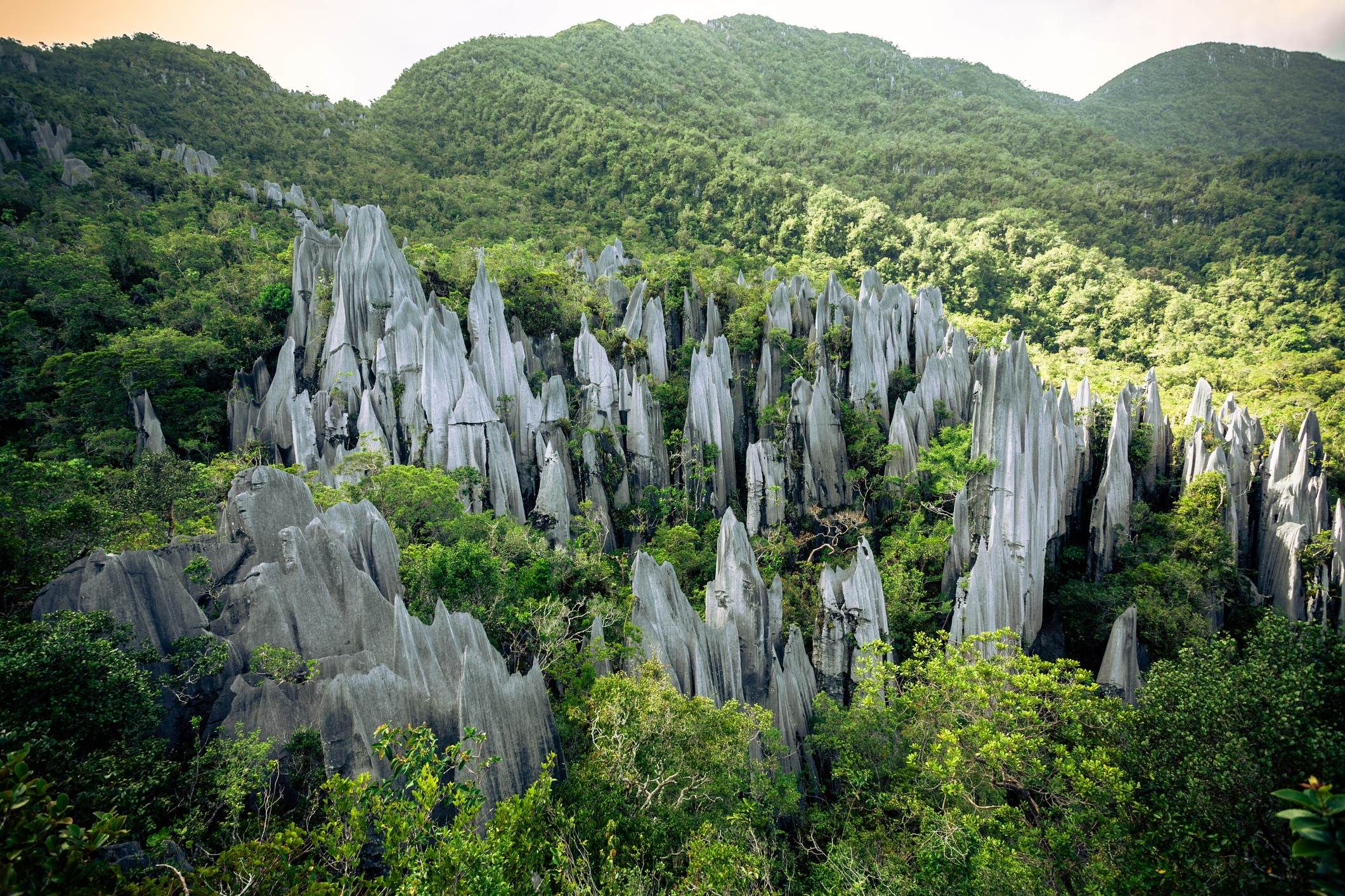 Die Felsformation „The Pinnacles“ im Gunung-Mulu-Nationalpark