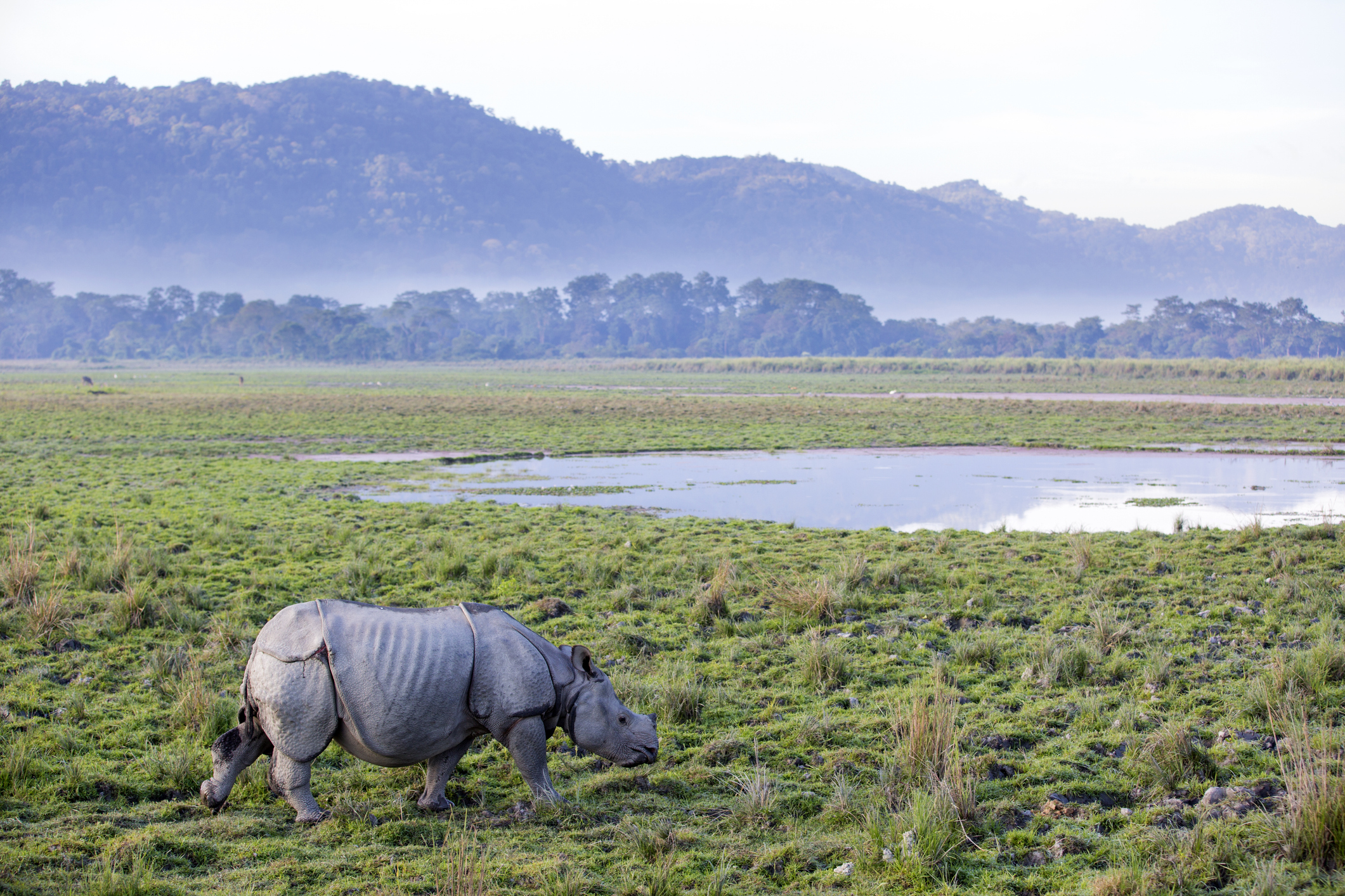 Panzernashorn im Kaziranga-Nationalpark – Assam, Indien