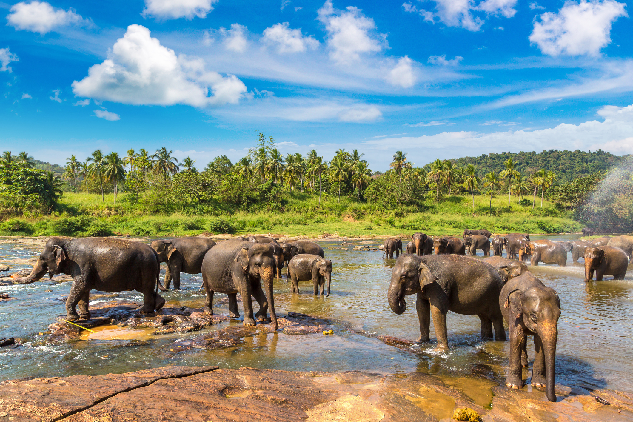 Elefantenherde in Sri Lanka am Fluss mit Dschungel im Hintergrund