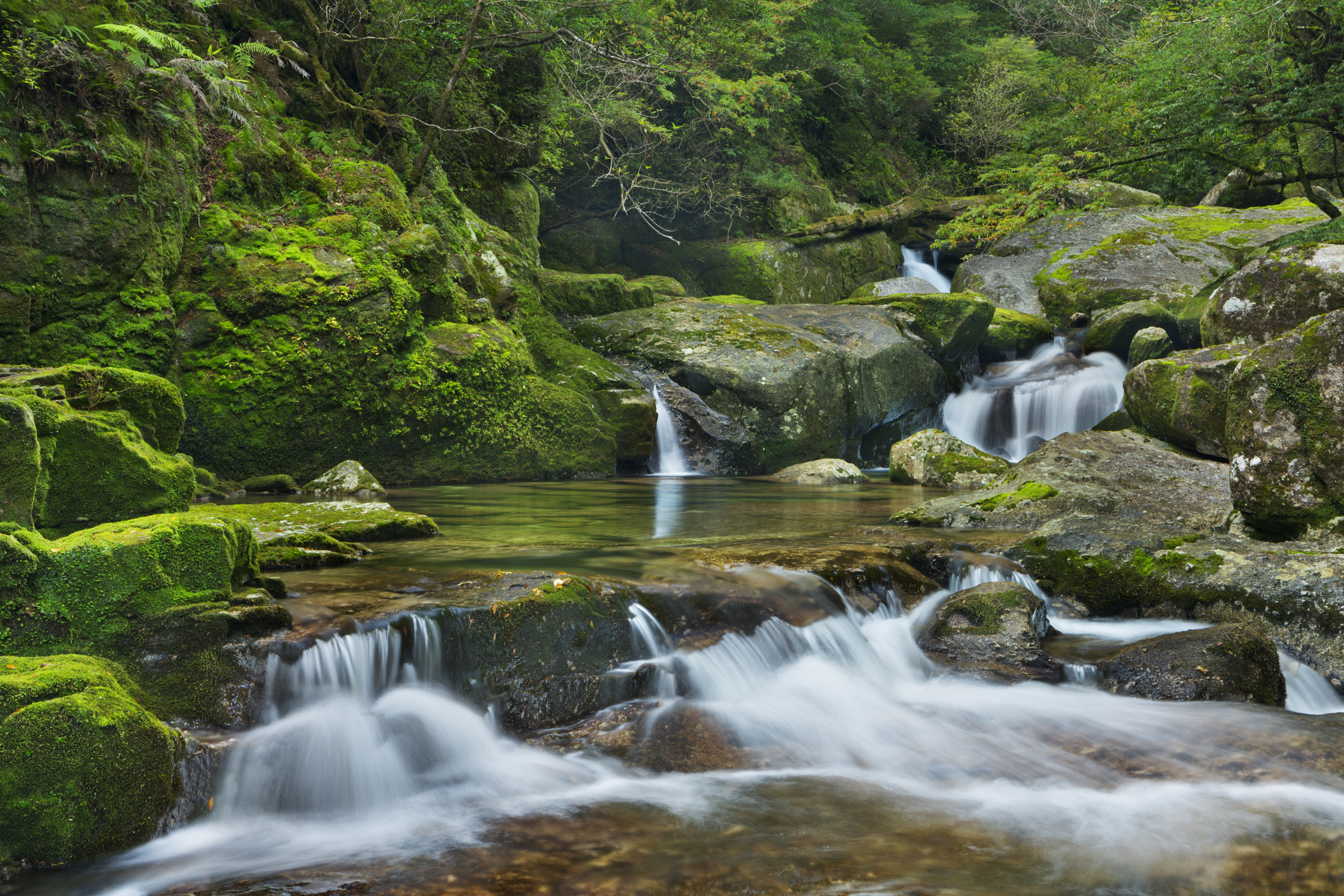 Ein Fluss, der durch üppigen Regenwald auf der südlichen Insel Yakushima (屋久島), Japan, fließt.