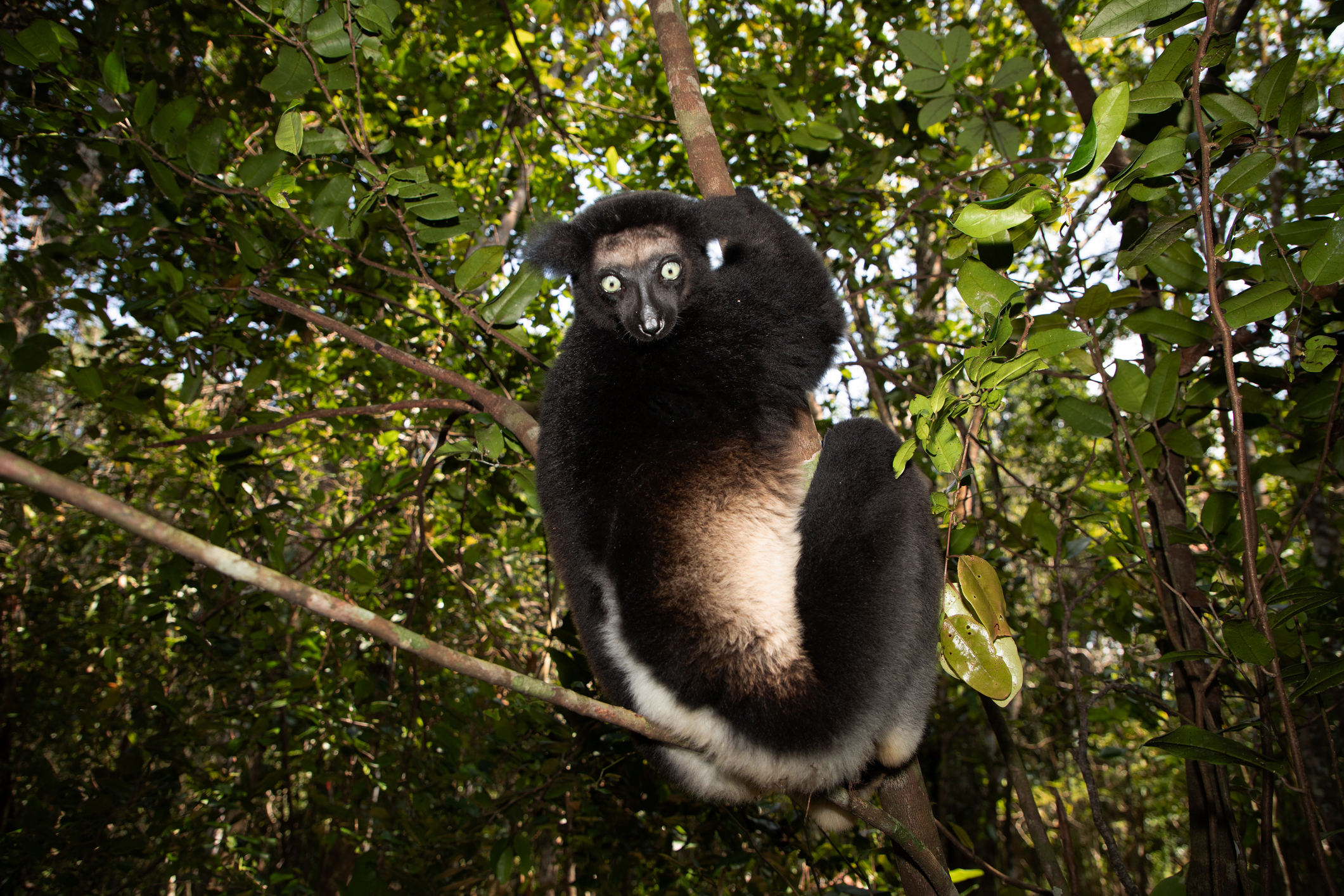 Indri-Lemur, auch Babakoto genannt, der größte schwarz-weiße Lemur Madagaskars. Gegenlicht im Regenwald, Nahaufnahme. Niedliches Tier mit stechend blauen Augen, selektiv scharfgestellt. Palmarium Park Hotel
