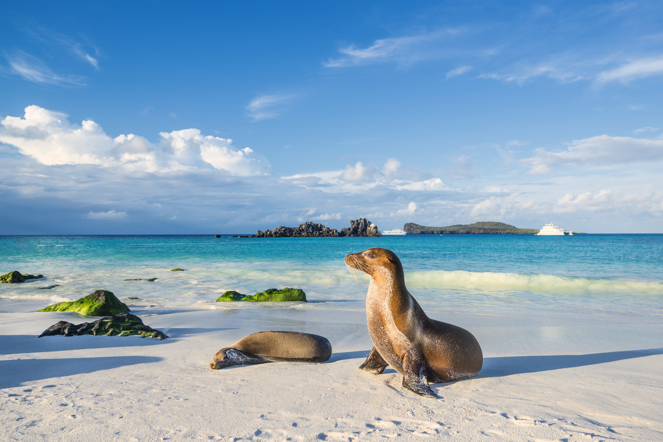 Galapagos-Seelöwen (Zalophus wollebaeki) sonnen sich in den letzten Sonnenstrahlen am Strand der Insel Española im Pazifik. Diese Seelöwenart ist auf den Galapagosinseln endemisch. Im Hintergrund ist eine der typischen Touristenyachten zu sehen. Tieraufnahme.