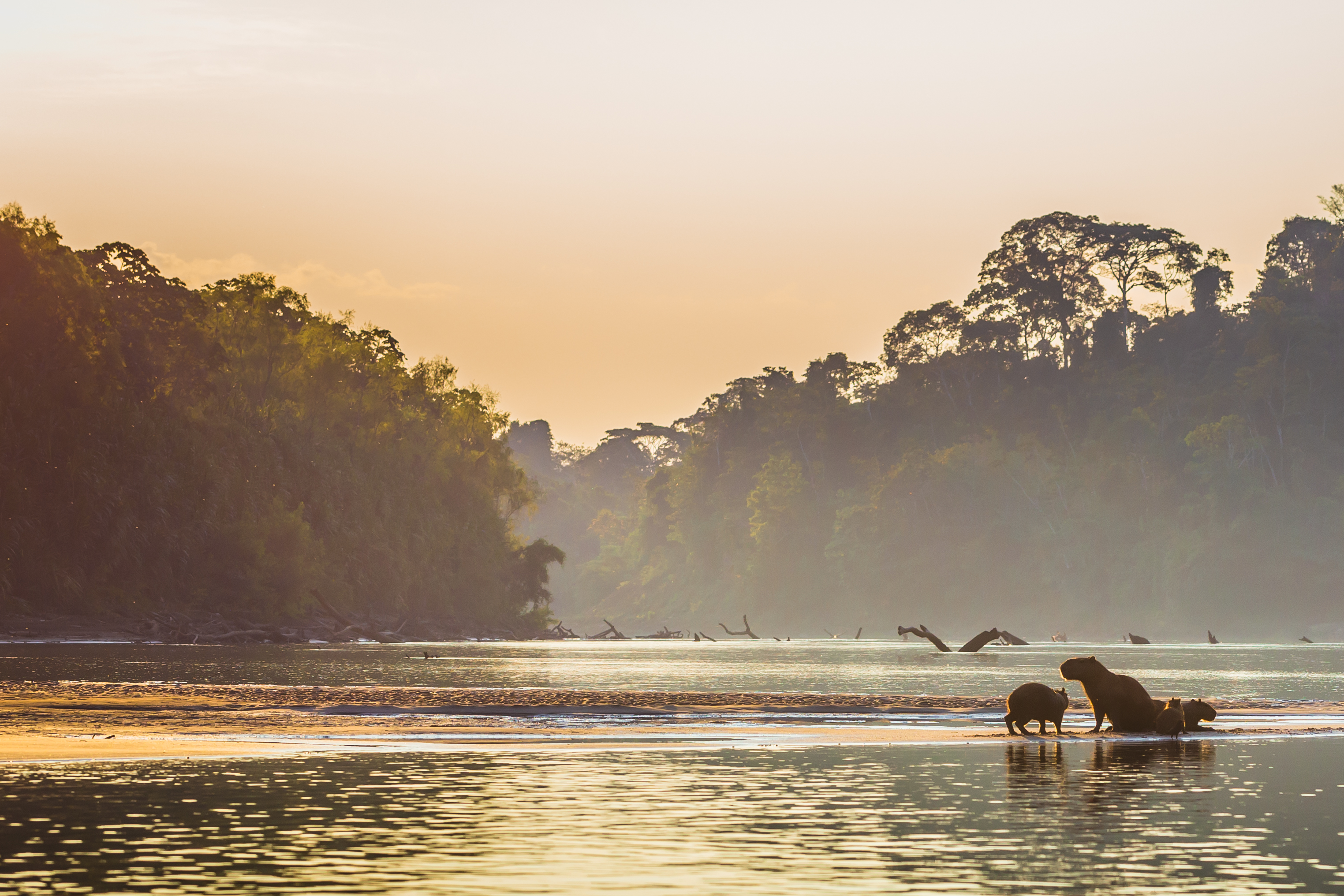 Manu-Nationalpark, Peru – 6. August 2017: Eine Capybara-Familie am Ufer des Amazonas-Regenwaldes im Manu-Nationalpark, Peru