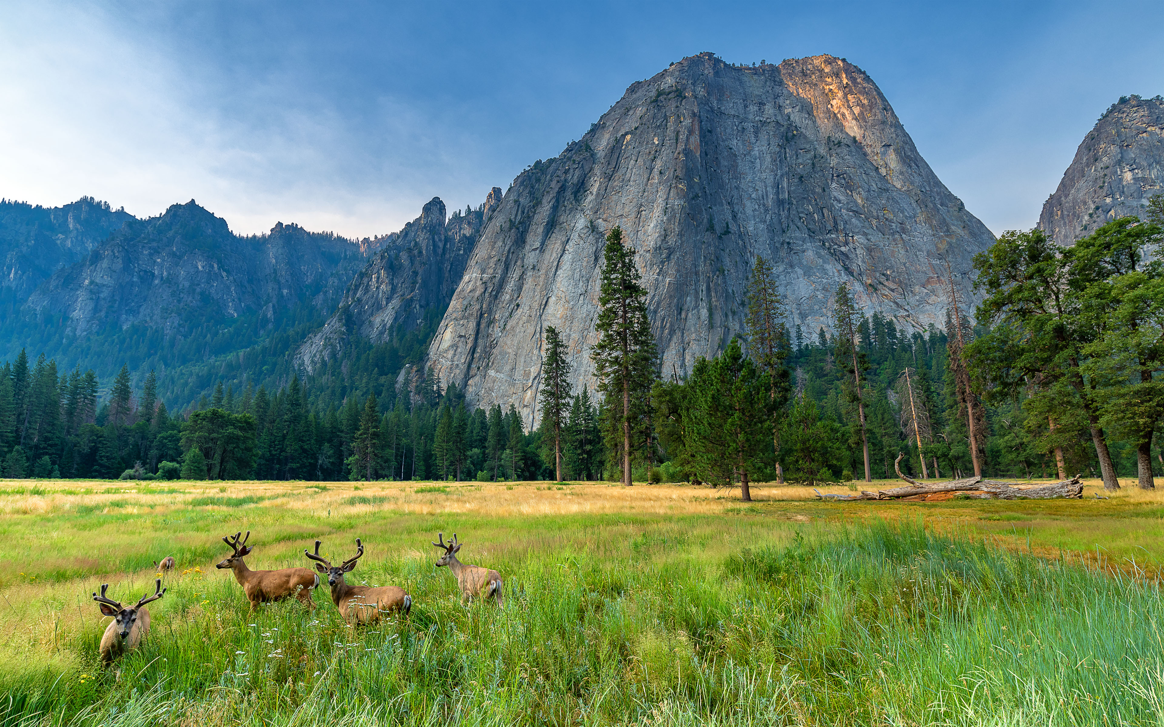 Hirsche in der Wiese vor den Granitfelsen im Yosemite Nationalpark in den USA