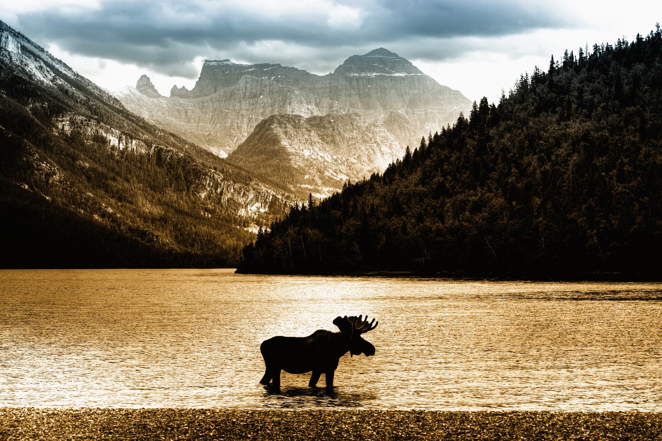 Elch in einem Bergsee vor den Rocky Mountains in Kanada