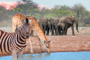 Ein Zebra und eine Tiergruppe trinken aus einem kleinen See – Eine Elefantenfamilie trinkt bei atemberaubendem Sonnenuntergang aus einem See – Etosha-Nationalpark, Namibia, Afrika