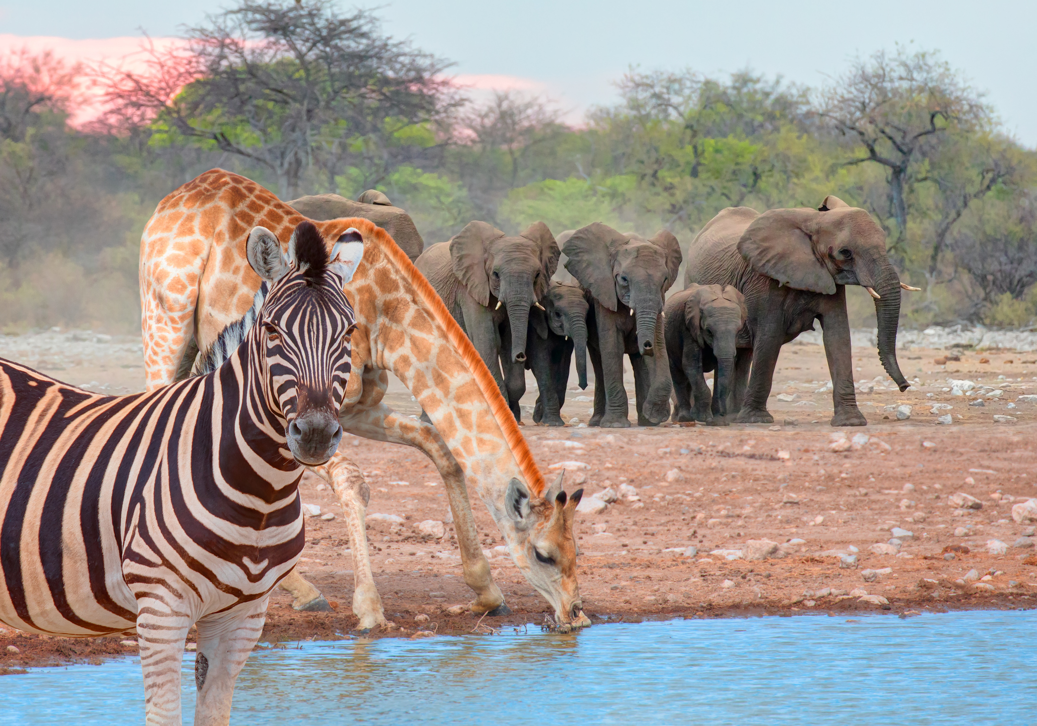 Ein Zebra und eine Tiergruppe trinken aus einem kleinen See – Eine Elefantenfamilie trinkt bei atemberaubendem Sonnenuntergang aus einem See – Etosha-Nationalpark, Namibia, Afrika