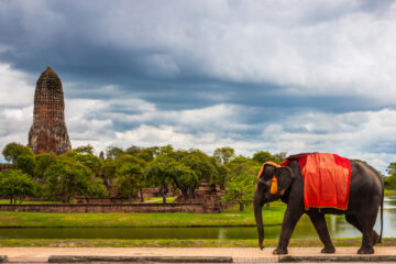 Ein Elefant in traditioneller Kampftracht schreitet vor dem Rama-Tempel im Geschichtspark von Ayutthaya. Er ist ein Symbol für einen Besuch der alten historischen Stadt Ayutthaya in Thailand.