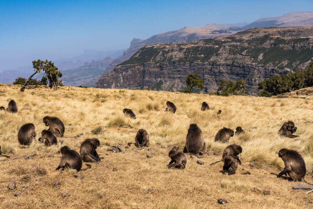 Gelada Pavian - Theropithecus Gelada. Simien-Mountains-Nationalpark in Äthiopien