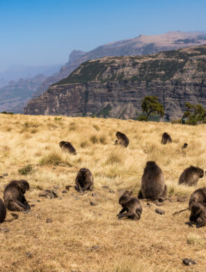 Gelada Pavian - Theropithecus Gelada. Simien-Mountains-Nationalpark in Äthiopien