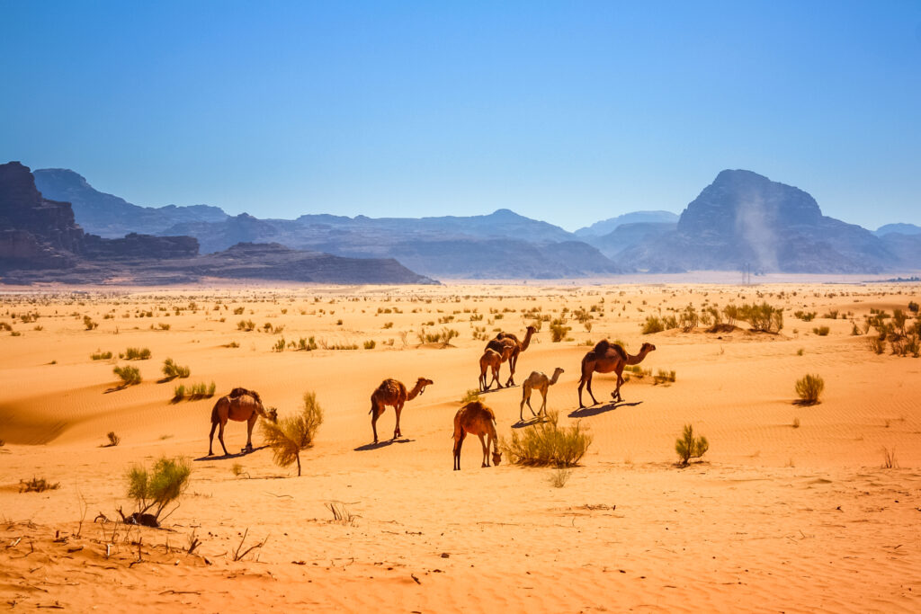 Foto einer kleinen Herde Dromedare in der Wadi-Rum-Wüste in Jordanien.