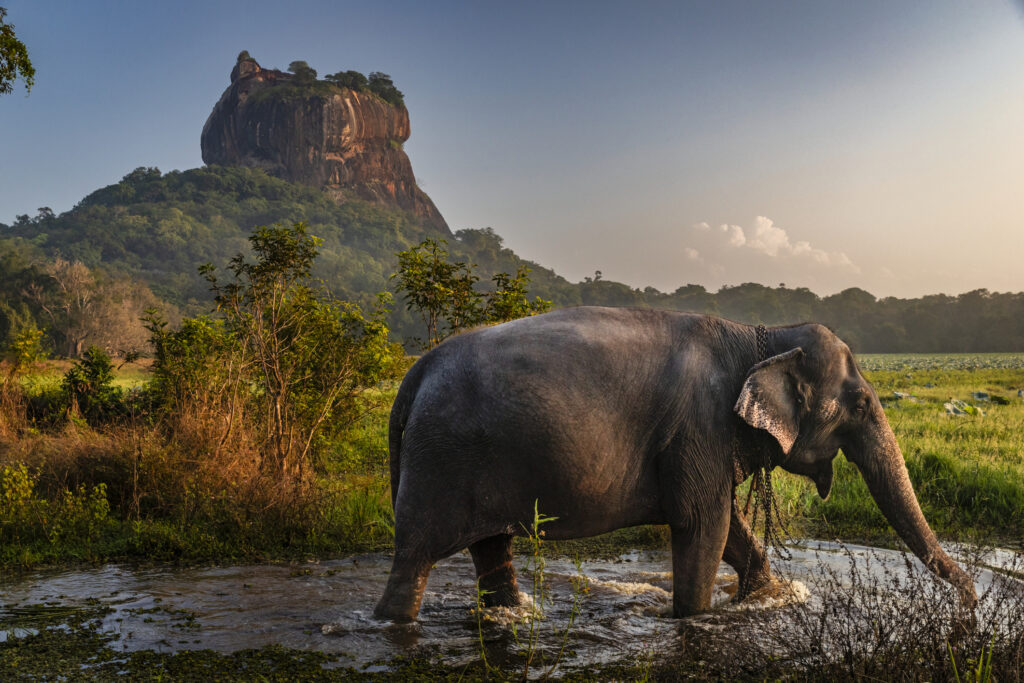 Nahaufnahme eines Sri-Lanka-Elefanten, im Hintergrund der Sigiriya-Felsen, Zentralprovinz, Sri Lanka