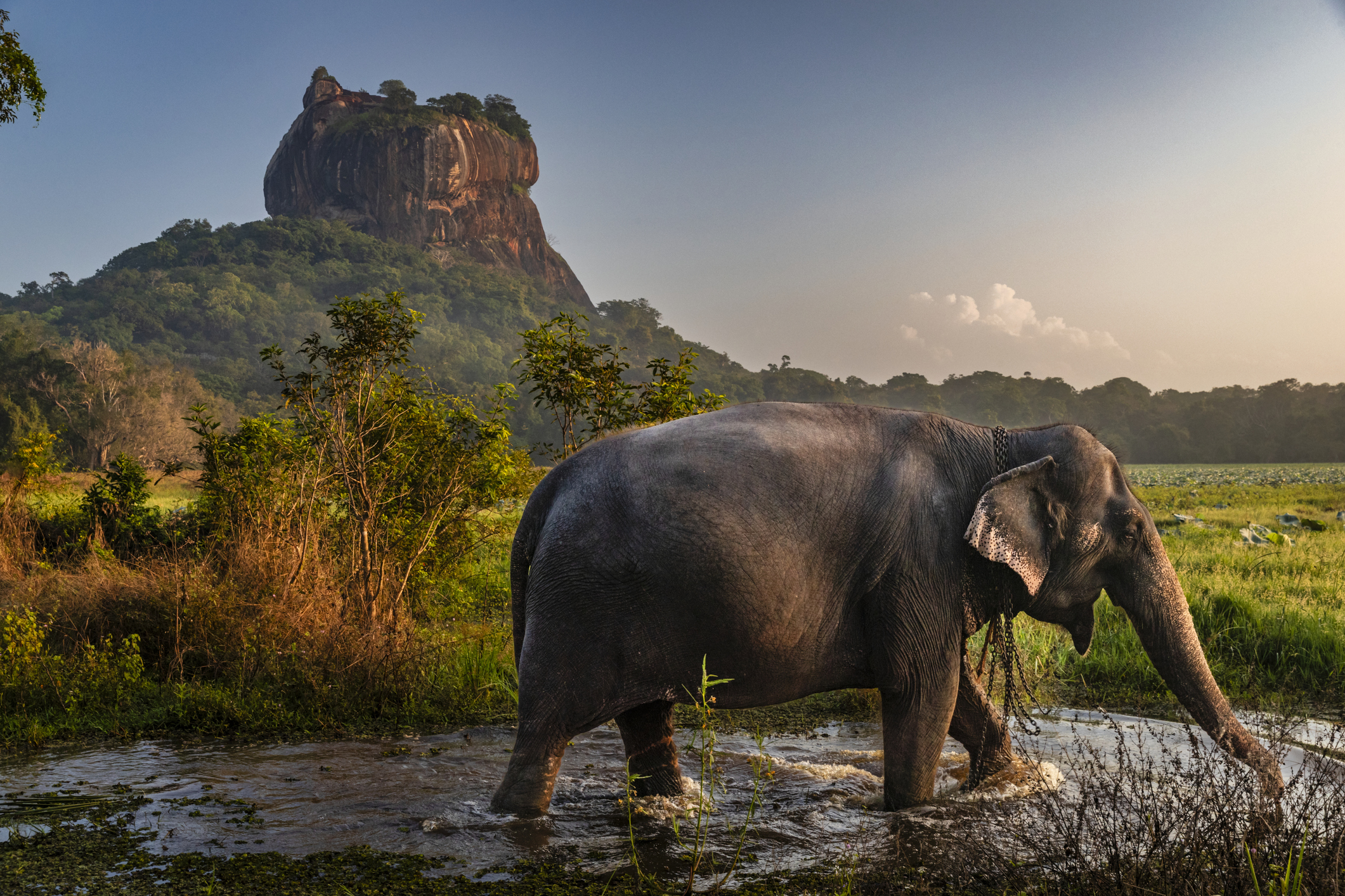 Nahaufnahme eines Sri-Lanka-Elefanten, im Hintergrund der Sigiriya-Felsen, Zentralprovinz, Sri Lanka