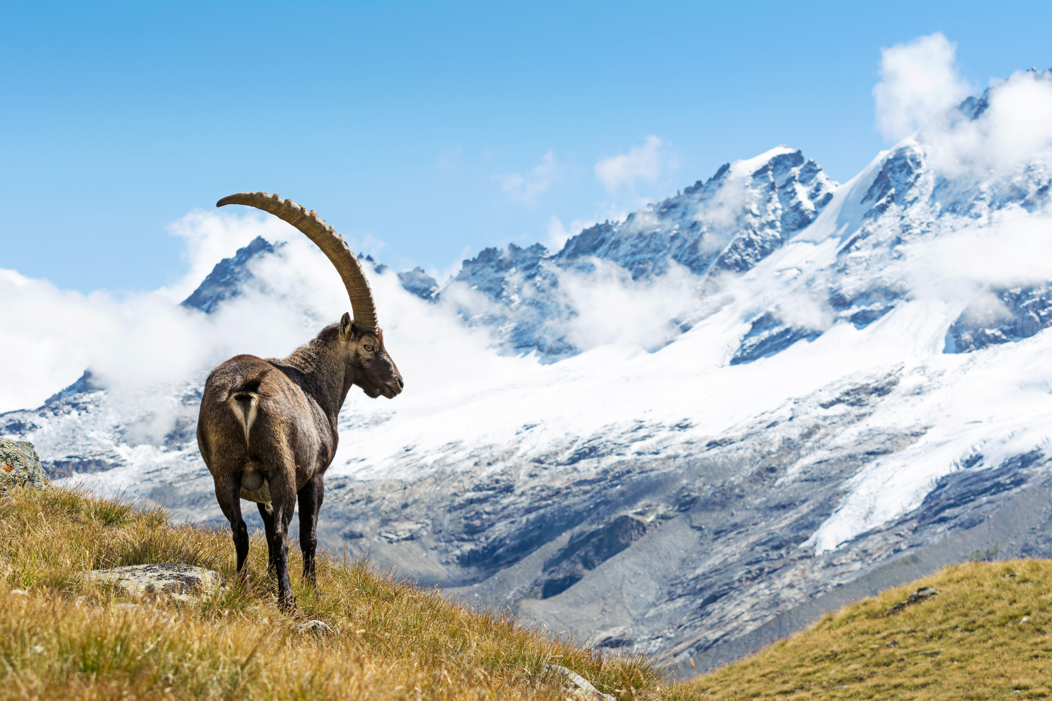 Wilder Steinbock in den italienischen Alpen. Nationalpark Gran Paradiso, Italien