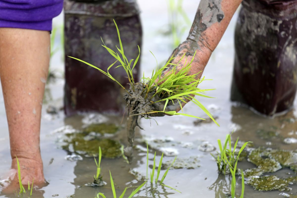 Setzen von Reisstecklingen in der Natur Vietnams