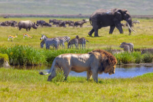 Nashörner, Springböcke, Zebras, Elefanten und Löwen im Serengeti-Nationalpark, Tansania.