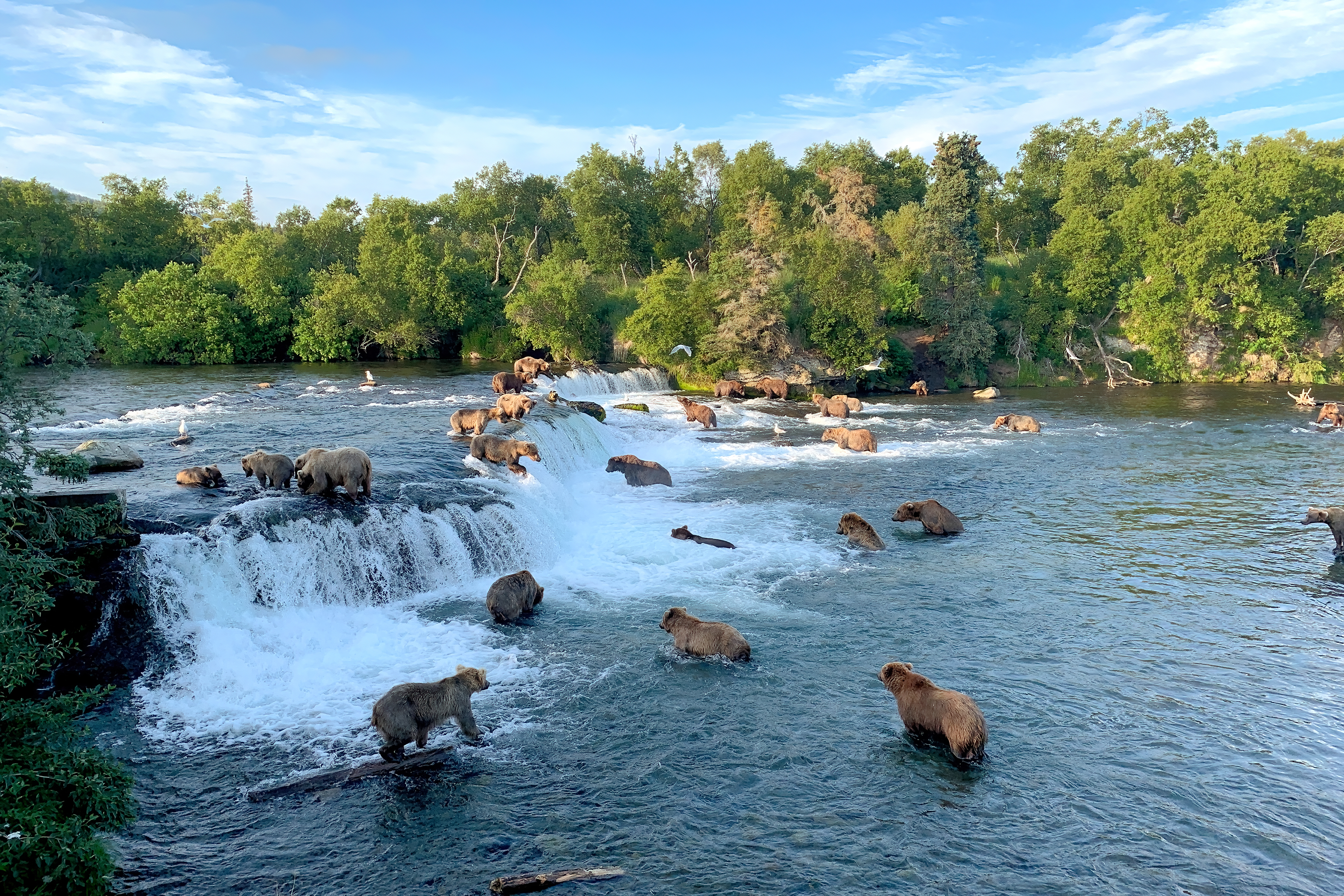 Unzählige Grizzly Bären beim Lachs-Fischen in den Brook Falls