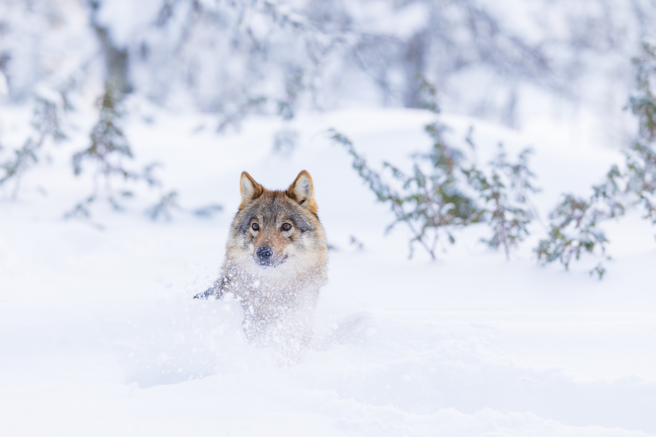 Ein Wolf bewegt sich durch eine Winterlandschaft, umgeben von tiefem Schnee und immergrüner Vegetation.