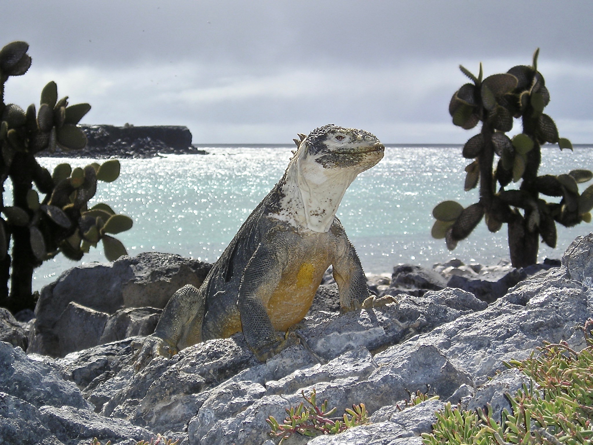 Iguana in Galapagos mit glitzerndem Wasser im Hintergrund