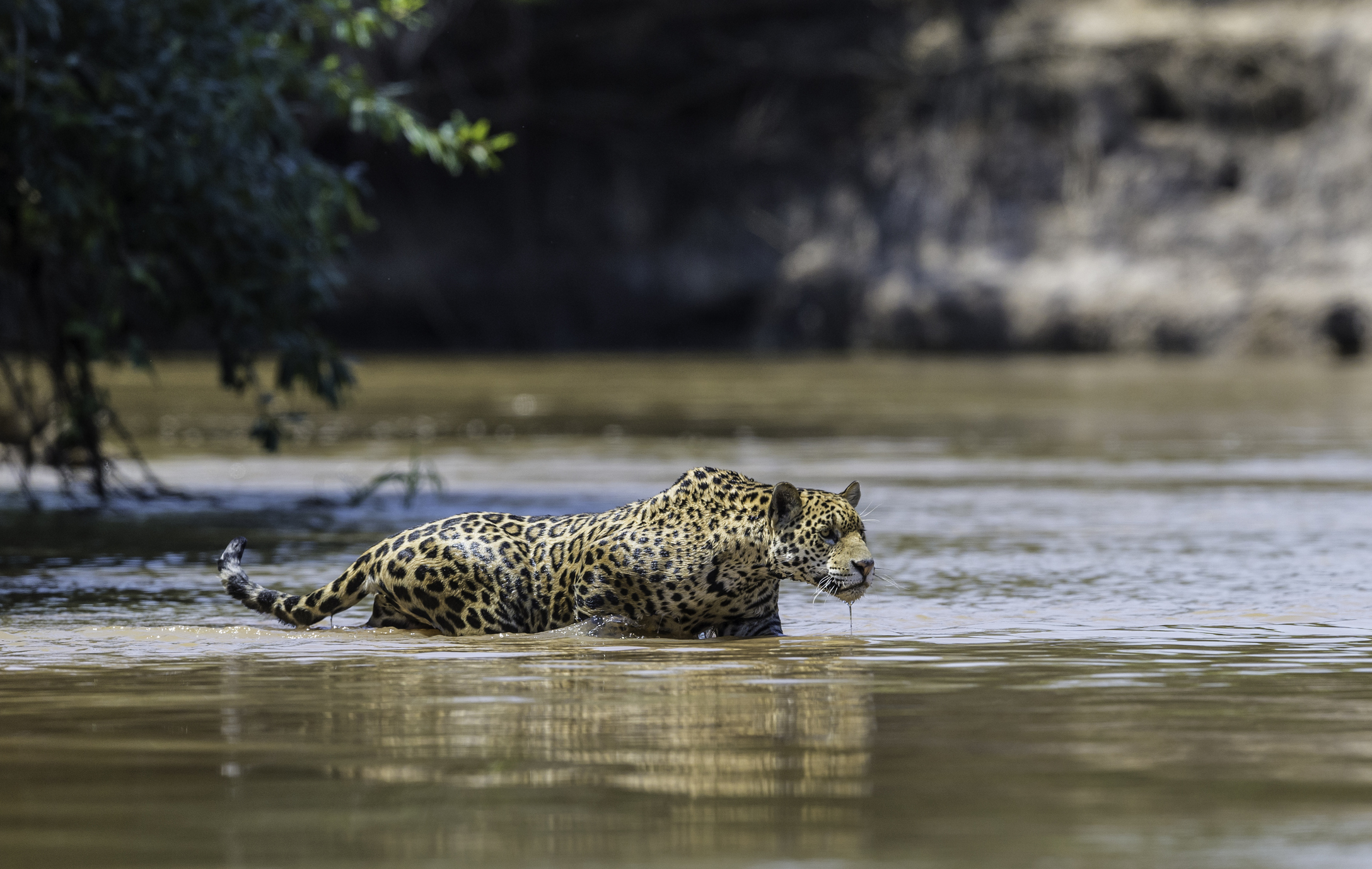 Der Jaguar (Panthera onca) im Pantanal in Brasilien auf der Jagd am Flussufer.