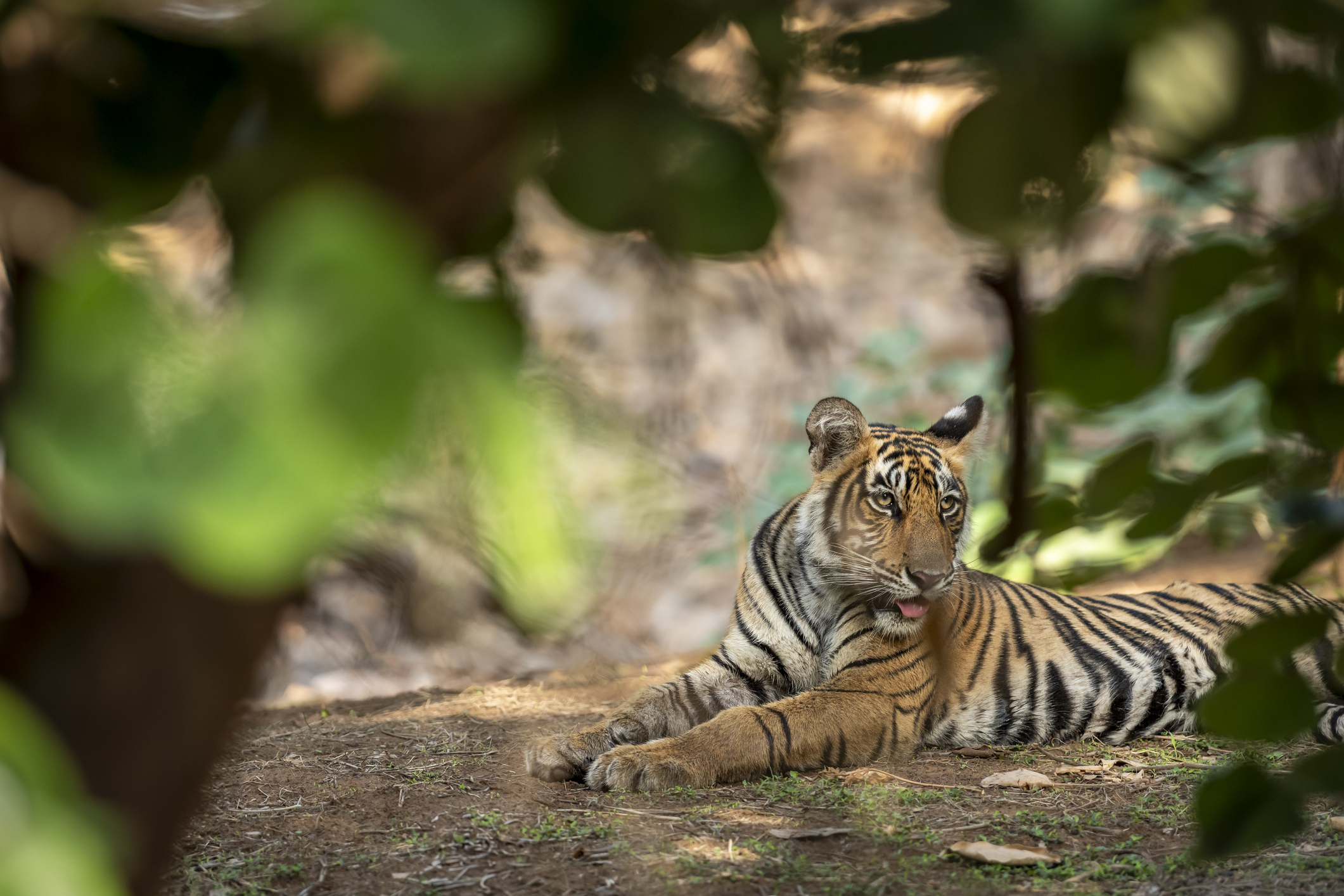 Nahaufnahme eines wilden weiblichen Tigerjungen (Panthera tigris) mit ausdrucksvollem Gesicht. Ein echter Hingucker vor malerischer grüner Naturkulisse während einer Dschungelsafari im Ranthambore-Nationalpark, Rajasthan, Indien.