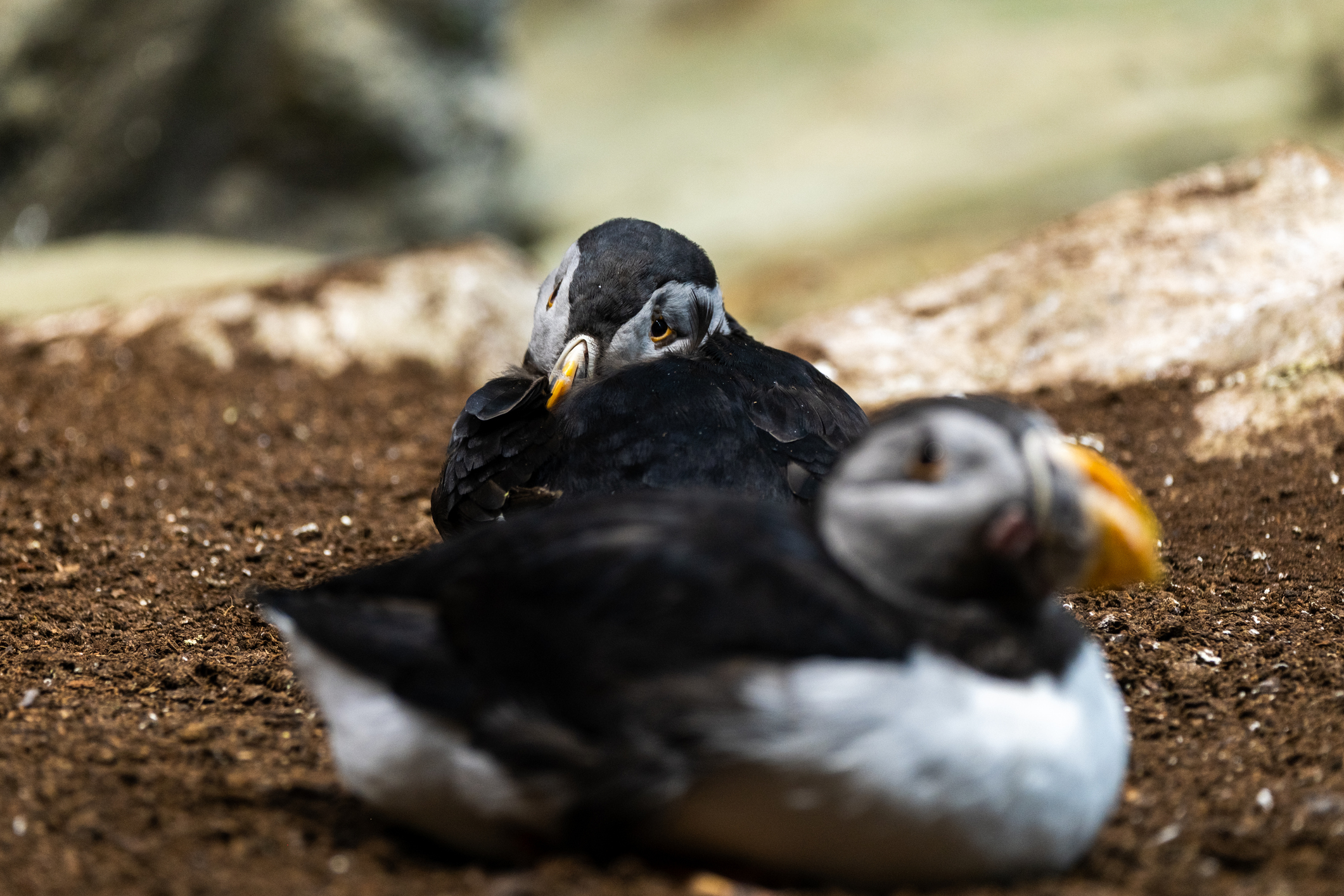 Nahaufnahme von Papageientauchern, die auf felsigem Gelände vor natürlichem Hintergrund ruhen.