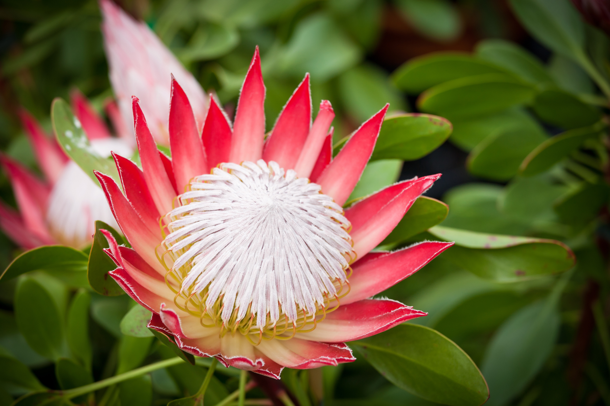 Protea, Südafrika