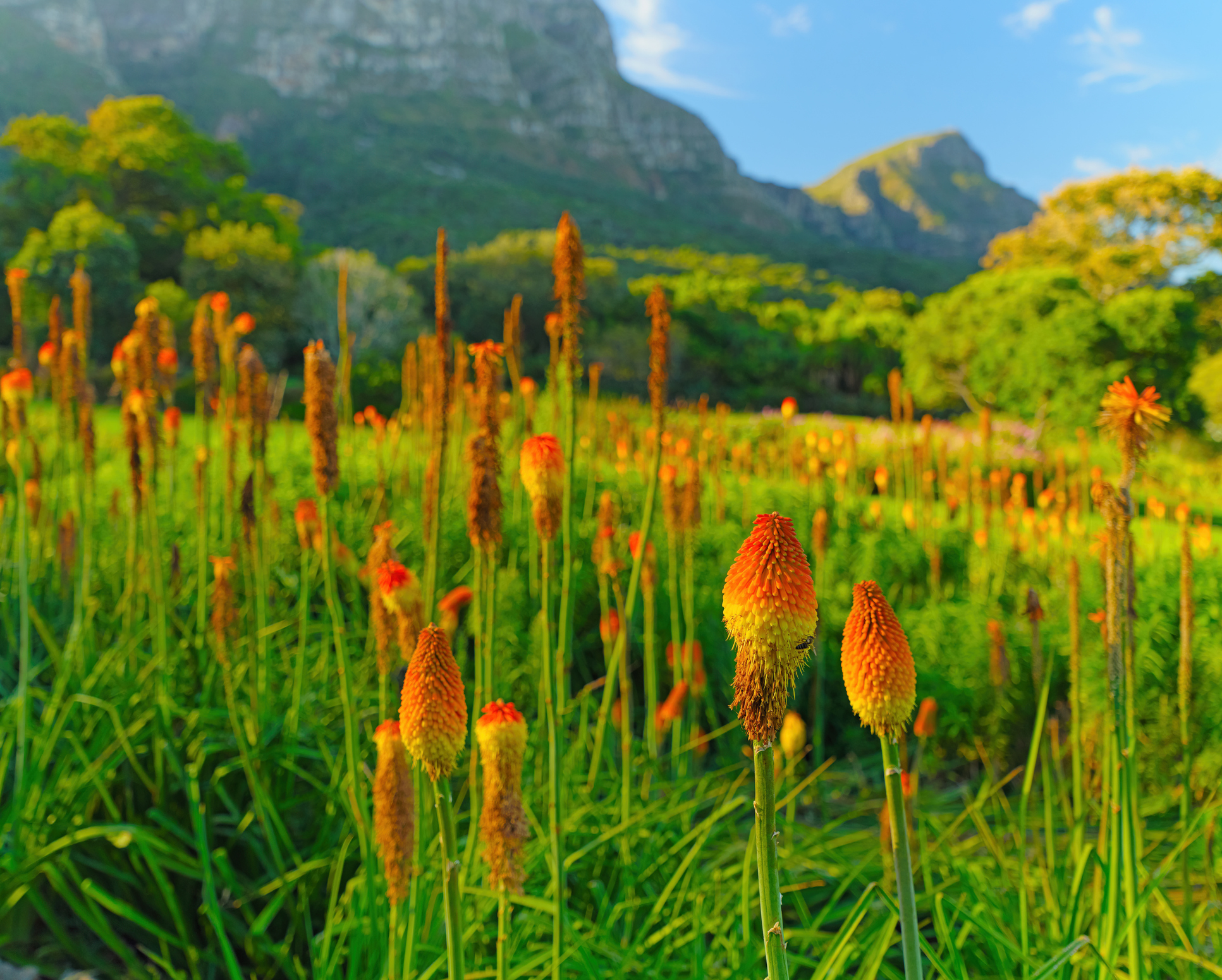 Kirstenbosch, Botanischer Garten Südafrika