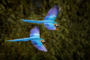 Ein Ara im Flug. Ein großer blauer Ara ararauna im dunkelgrünen Waldhabitat des Pantanal in Brasilien. Actionreiche Tieraufnahme aus Südamerika. Vogel im tropischen Regenwald. Ein Ara in seinem natürlichen Lebensraum.