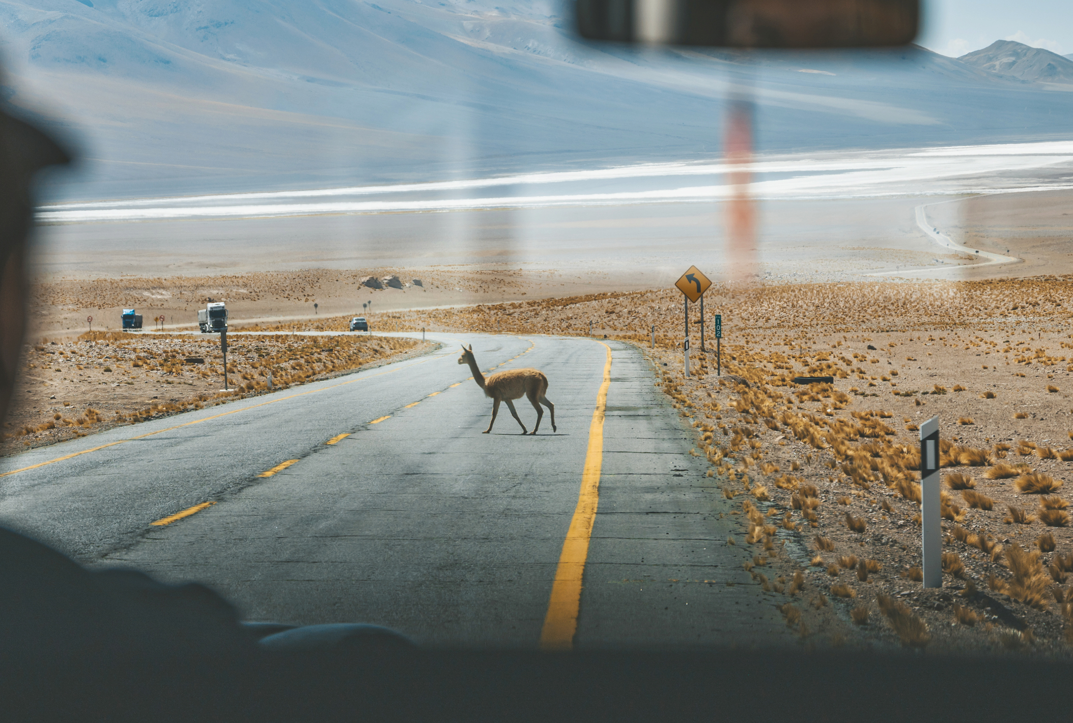 Blick aus dem Auto auf eine Guanako-Überquerung auf einer Landstraße in der Atacama-Wüste in Chile