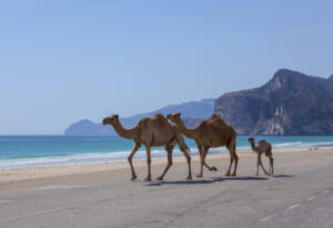 Kamele am Strand mit Klippen im Hintergrund