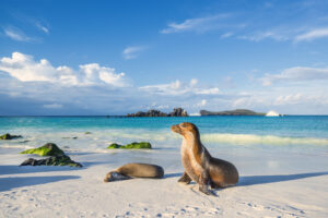 Galapagos-Seelöwen (Zalophus wollebaeki) sonnen sich in den letzten Sonnenstrahlen am Strand