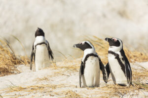 Afrikanische Pinguine an einem Strand