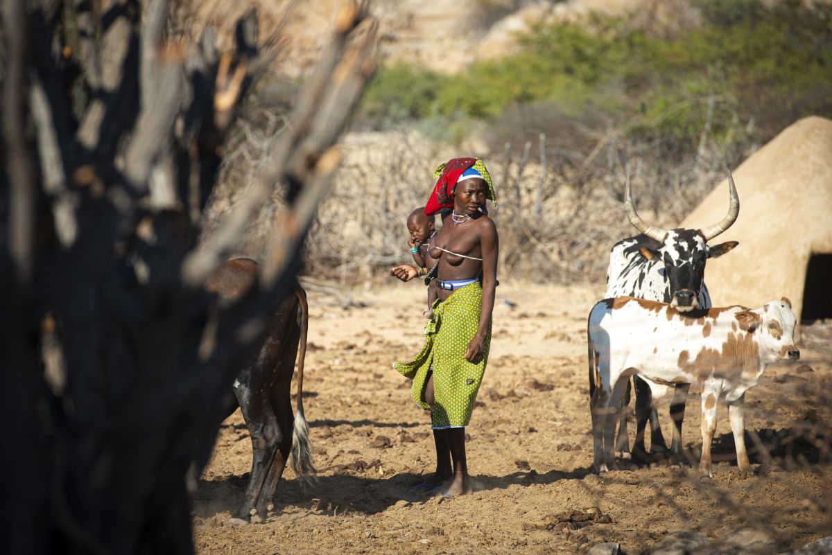 Lebendige Siedlung der Kuvale in Angola mit Kühen und traditioneller Kultur