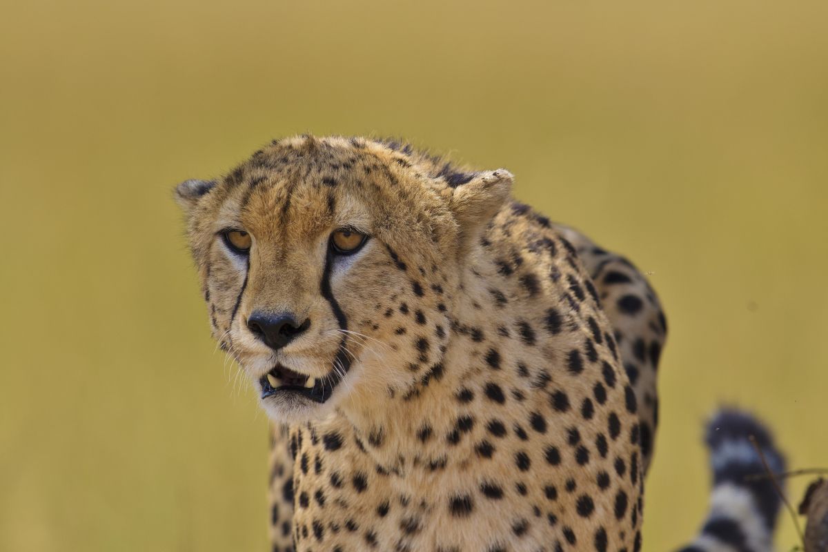 Gepard im afrikanischen Grasland Kenias – ein friedlicher Moment in der Natur