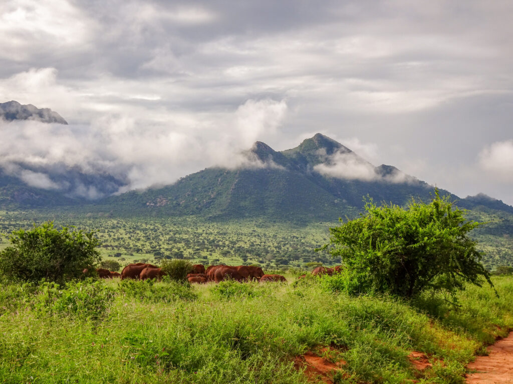 Elefanten im Tsavo-Ost- und Tsavo-West-Nationalpark in Kenia