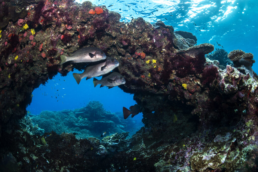 Fische schwimmen durch einen Korallenbogen auf Lady Elliot Island und zeigen so die blühende Meeresfauna des Great Barrier Reef.