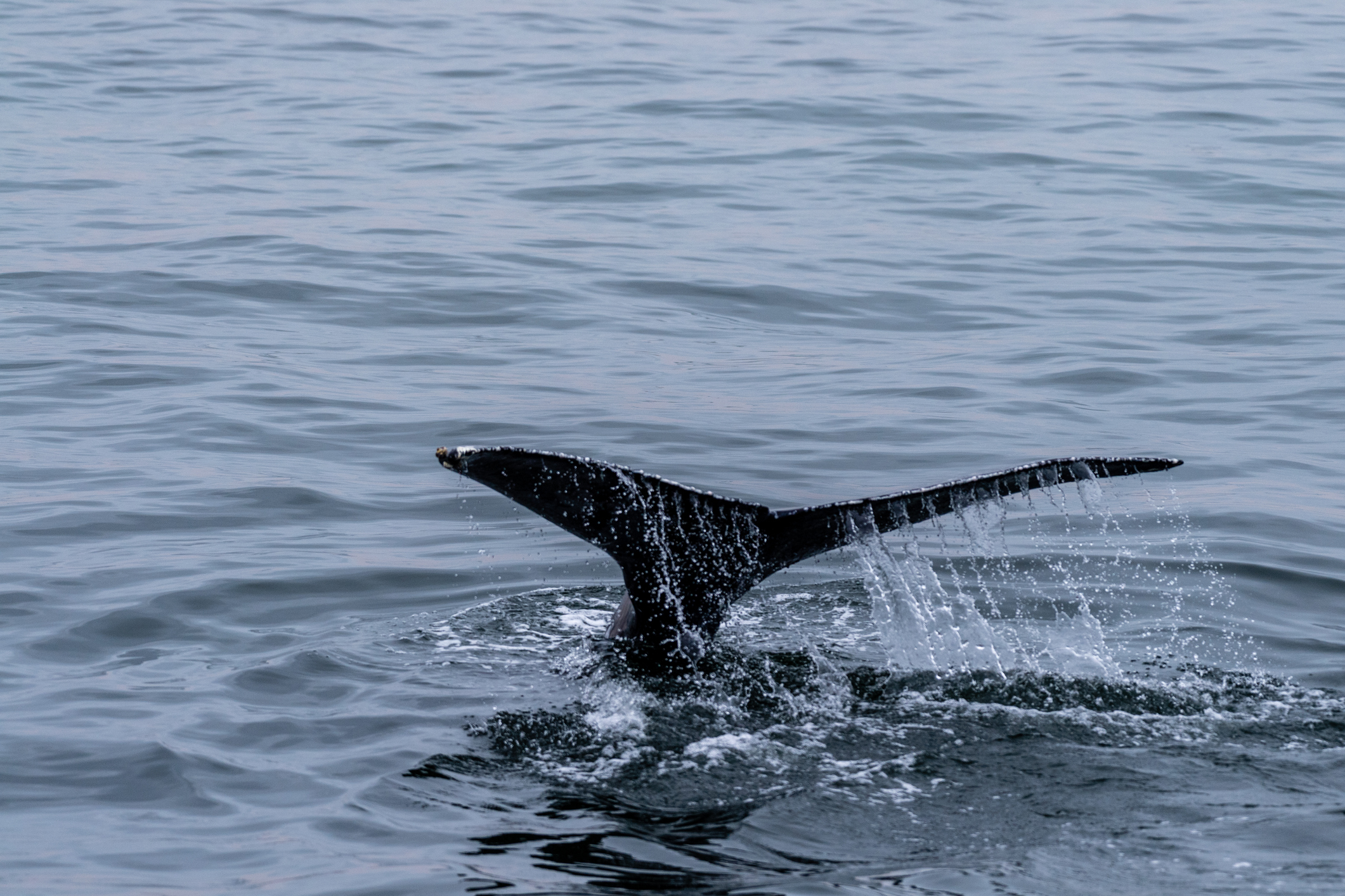 Schwanzflosse eines auftauchenden Wals in der Walvis Bay, Namibia.