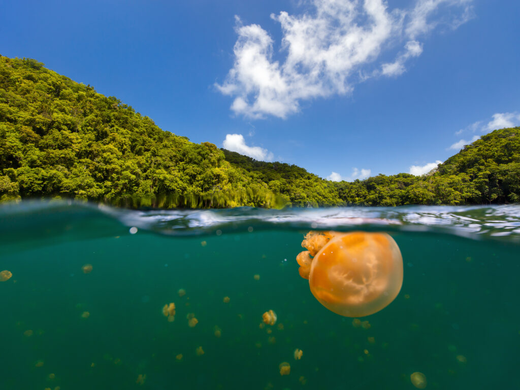 Teilaufnahme einer endemischen Goldqualle in einem See in der Republik Palau. Schnorcheln im Quallensee ist eine beliebte Aktivität für Touristen in Palau.