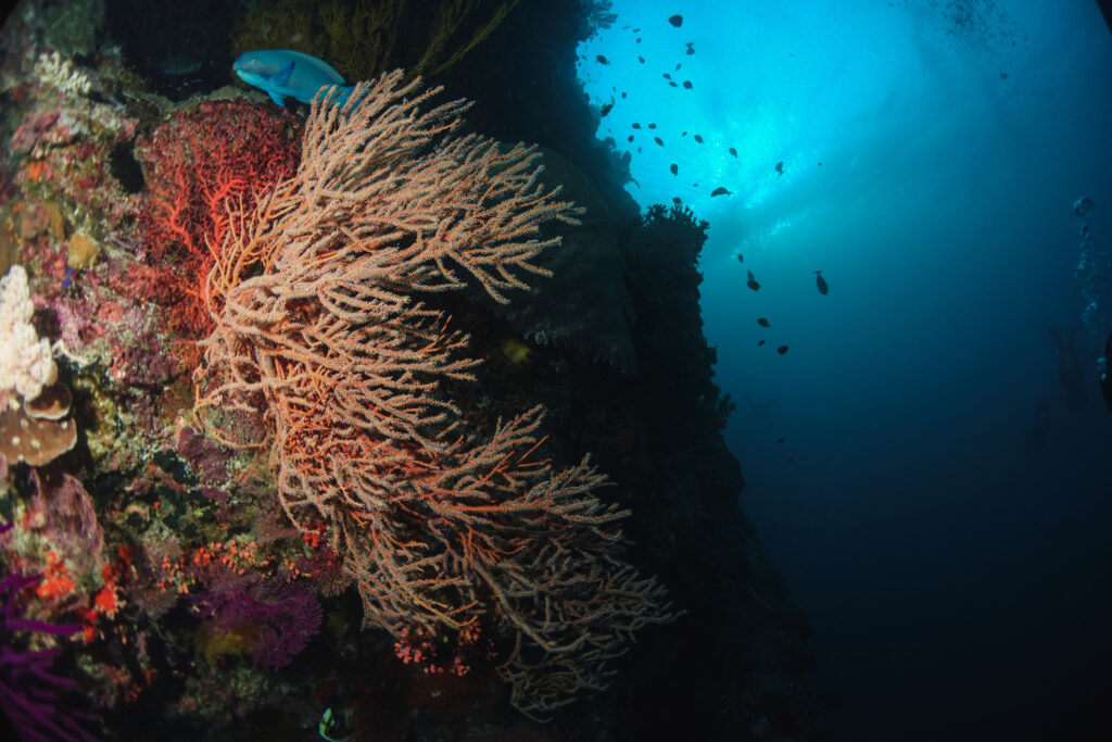 Steilwand Korallen imTubbataha-Riff Philippinen